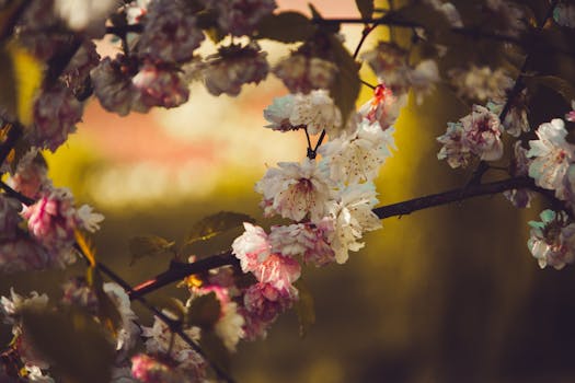 春天美丽的樱花，花瓣是粉红色和白色的