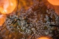 柔和温暖的金光中，樱花的特写镜头捕捉到了春天的美丽