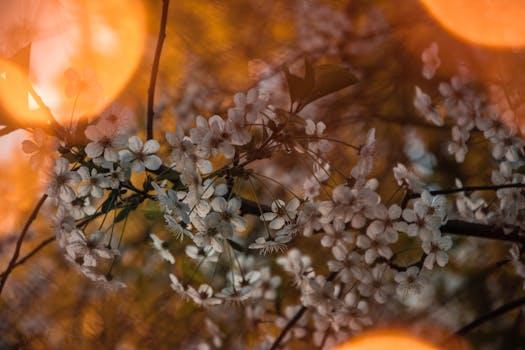 柔和温暖的金光中，樱花的特写镜头捕捉到了春天的美丽