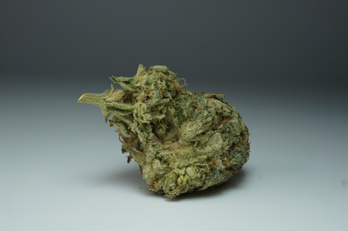 Free stock photo of cannabis, lemon tree x animal face Stock Photo