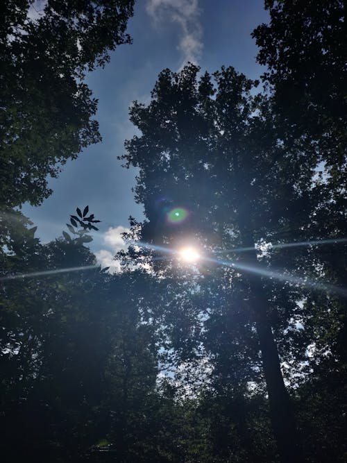 Foto d'estoc gratuïta de arbre, bosc, ennuvolat