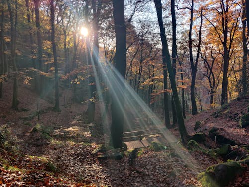 Foto profissional grátis de atmosfera de outono, declínio, floresta de outono