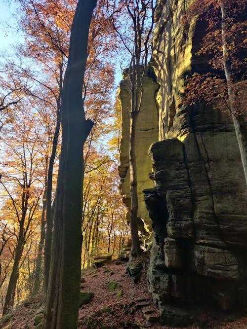 Foto d'estoc gratuïta de bosc, color tardor, groc daurat