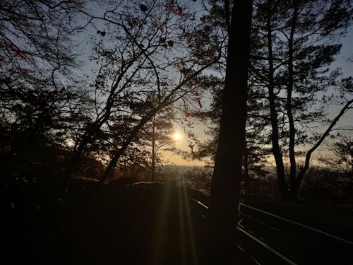 Fotos de stock gratuitas de árboles de sombra, pareja romantica, puesta de sol