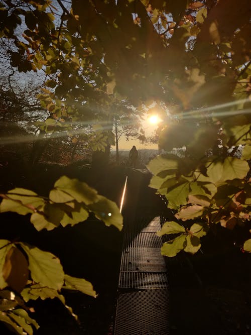 Foto profissional grátis de folhas de outono, golden sun, pessoa sombria