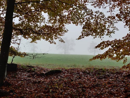 Fotos de stock gratuitas de atmósfera brumosa, con neblina, hojas de otoño