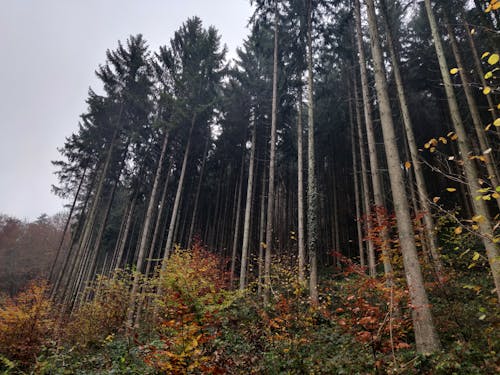 Foto d'estoc gratuïta de fulles de tardor, pins, tardor