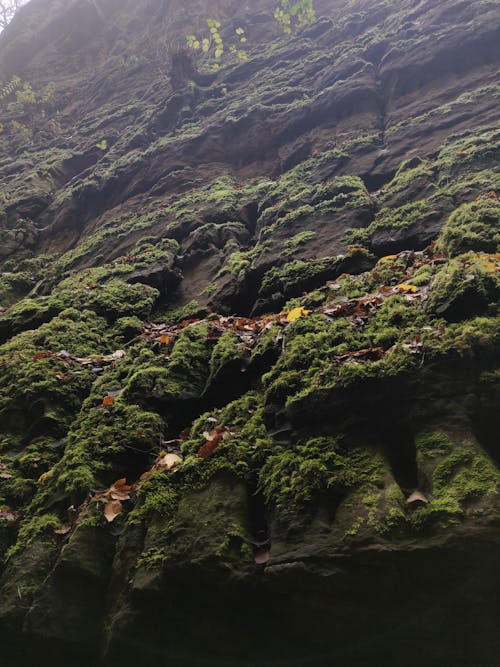 Fotos de stock gratuitas de acantilado cubierto de musgo, musgo, Rocas cubiertas de musgo