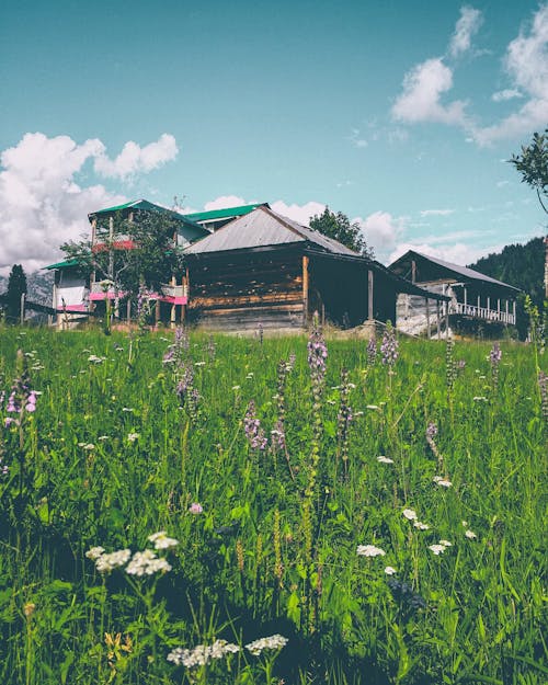 Free stock photo of blue sky, forest home, forest nature