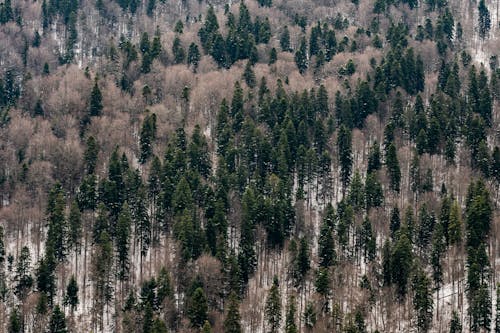 Foto profissional grátis de ao ar livre, área, árvores