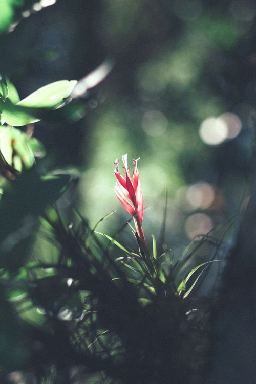 Free Vibrant close-up of a heliconia flower with lush greenery, captured in soft natural daylight. Stock Photo