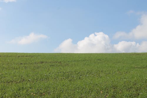 A Green Grass Field Under the Blue Sky and White Clouds