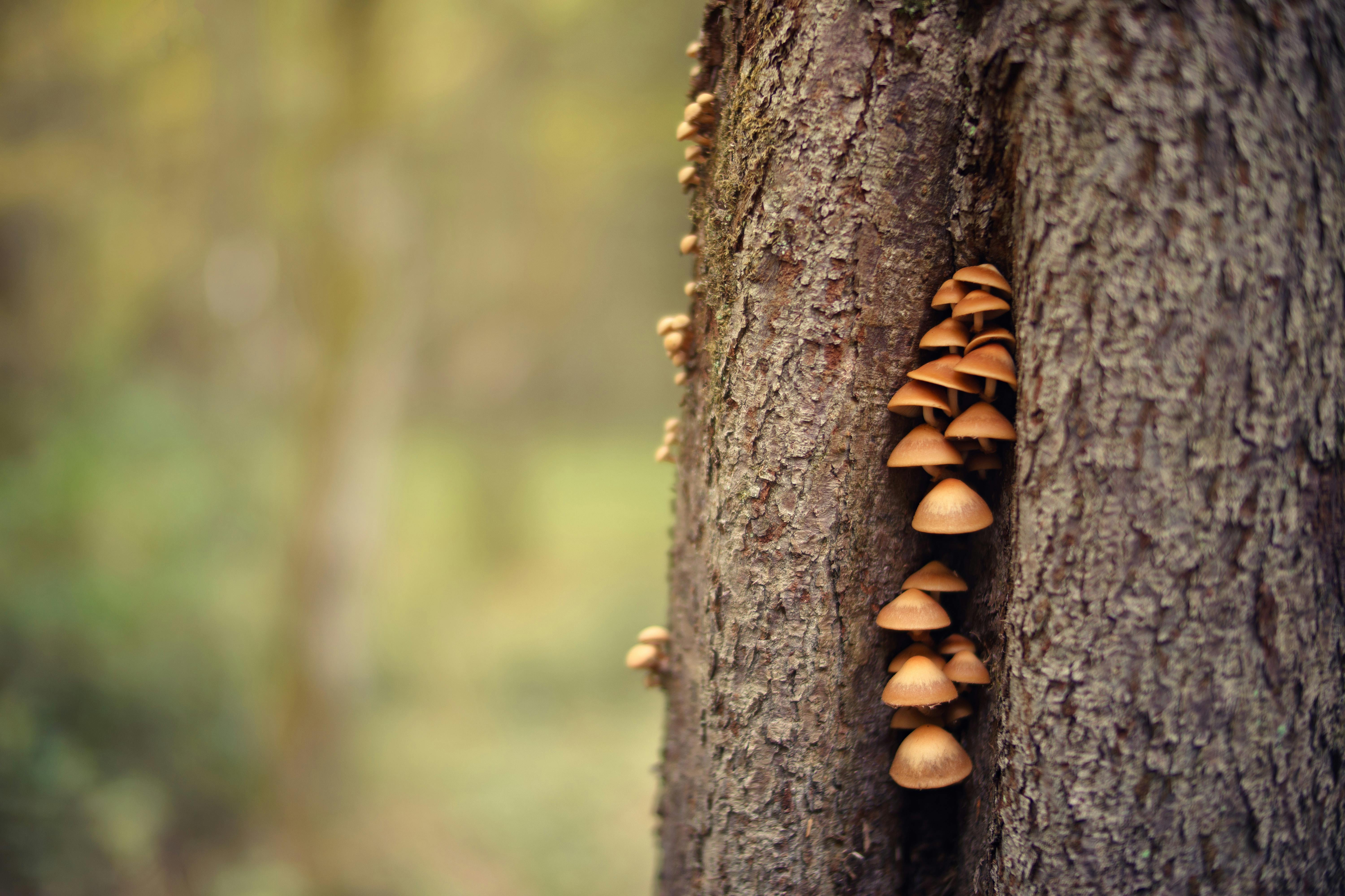 closeup photo of mushrooms on tree trunk