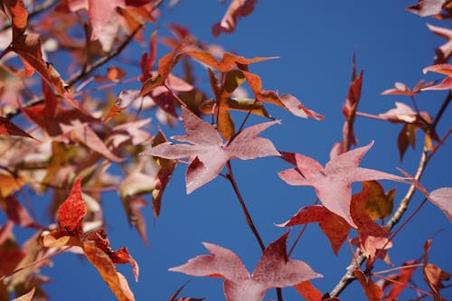Fotobanka s bezplatnými fotkami na tému červené listy, javorové listy, modrá obloha