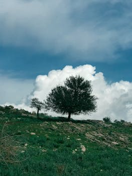 Lone tree stands on a lush hillside beneath a dramatic cloudscape, capturing nature's serenity.