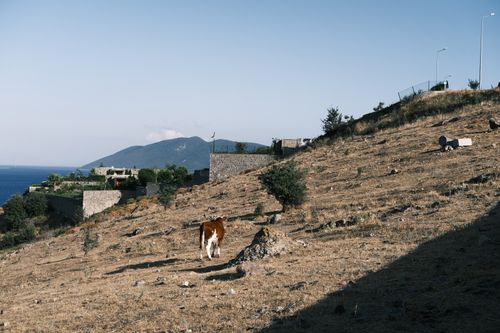 Free A lone cow grazes on a dry hillside with a scenic view of the sea and distant mountains. Stock Photo