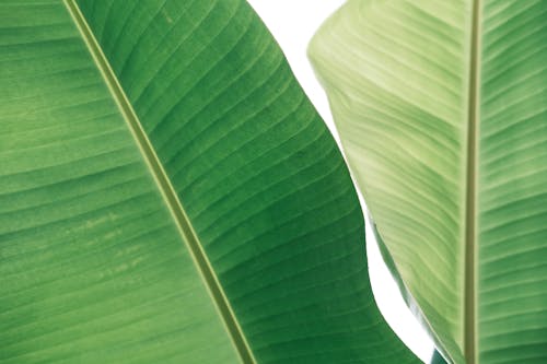 Darmowe zdjęcie z galerii z fotosynteza, liście bananowca, roślina