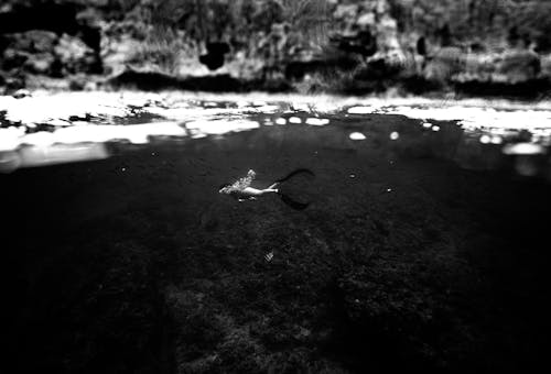 
A Grayscale of a Woman Swimming Underwater