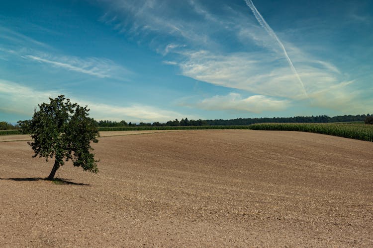 Green Tree On Brown Field Under The Sky