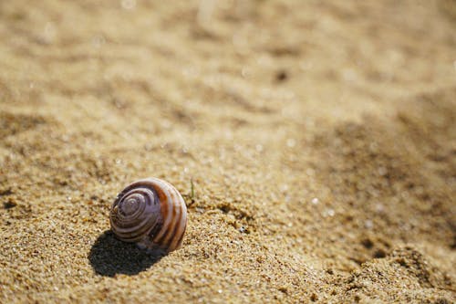 A Snail on the Sand