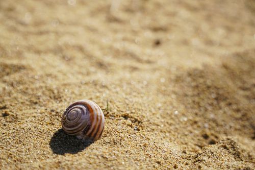Free Detailed close-up of a spiral snail shell resting on sunlit sandy beach. Stock Photo