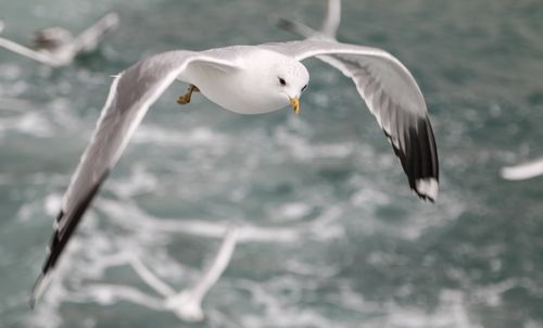 Free A detailed shot of a seagull flying above the ocean with wings outstretched. Stock Photo