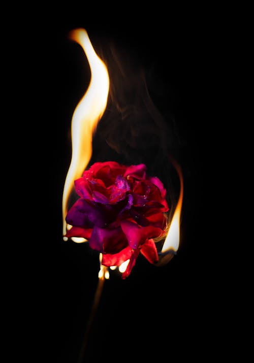 Close-Up Shot of a Burning Flower 