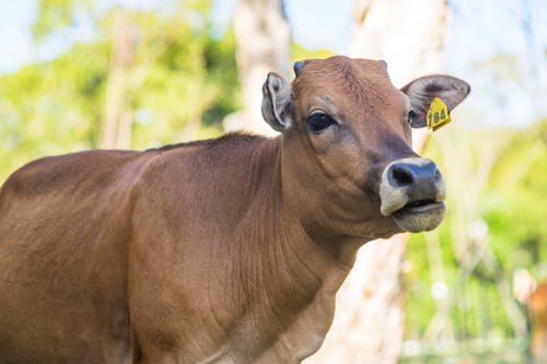 Brown Calf