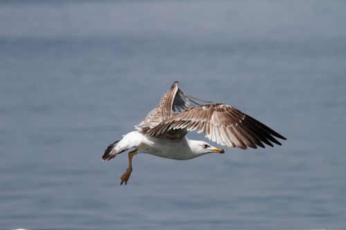 Free Close-up of a seagull soaring gracefully over the sea, capturing the bird's elegance in motion. Stock Photo