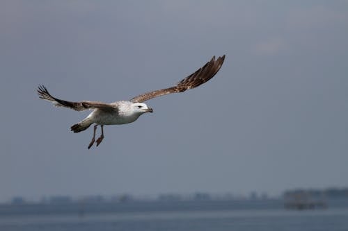 Imagine de stoc gratuită din a închide, animal, fotografie de păsări