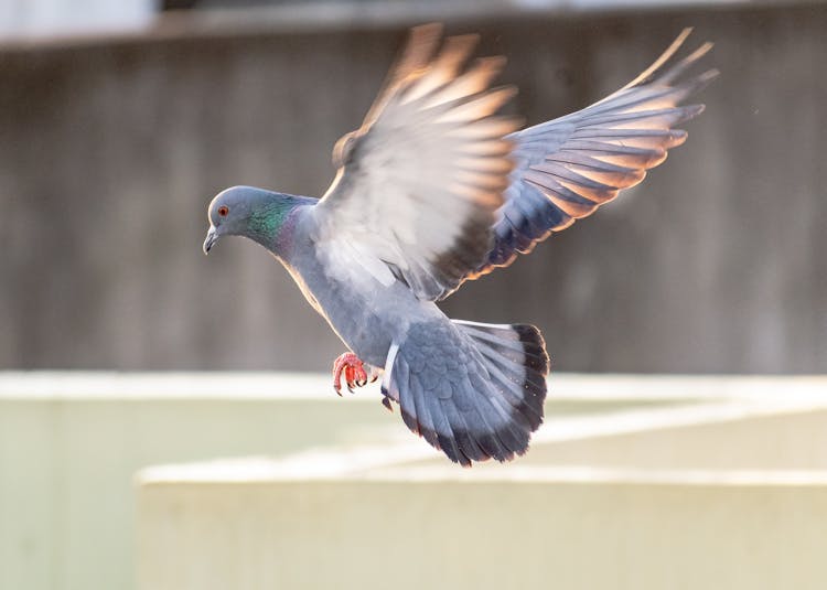 A Pigeon Flying 