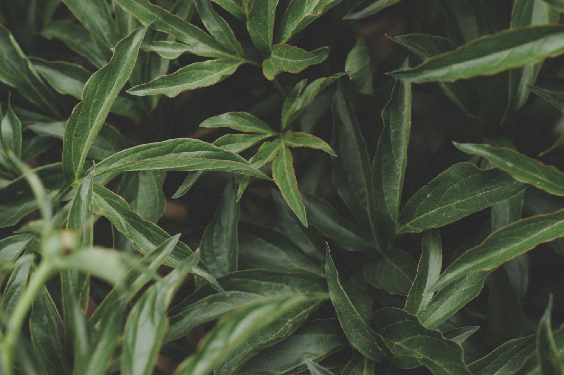 Close-up view of lush green leaves in a garden setting, embodying natural growth and tranquility.