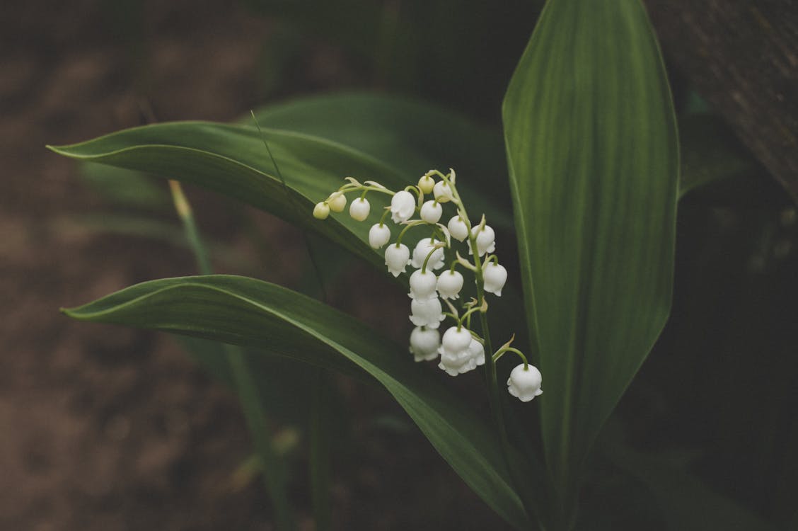 Fleur Pétale Blanche