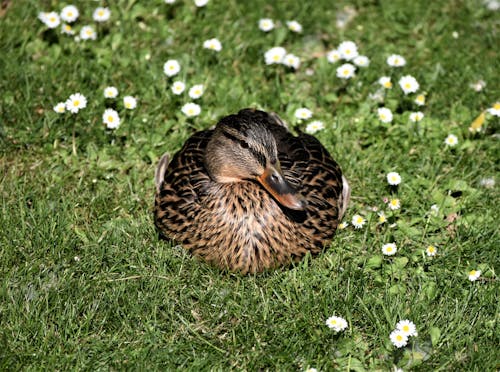 A Duck on the Grass 