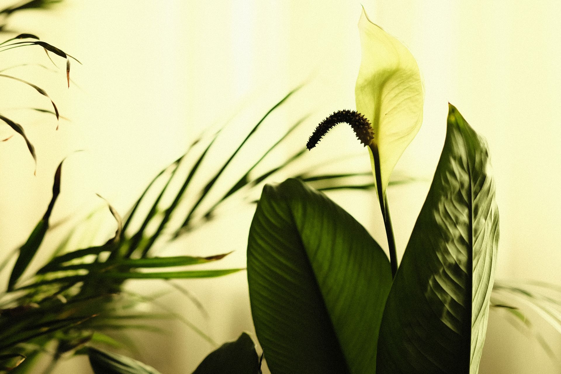 Close-up of a peace lily plant displaying its lush green leaves and delicate white flower.