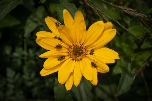 Free Detailed close-up of insects crawling on a vibrant yellow flower in natural surroundings. Stock Photo