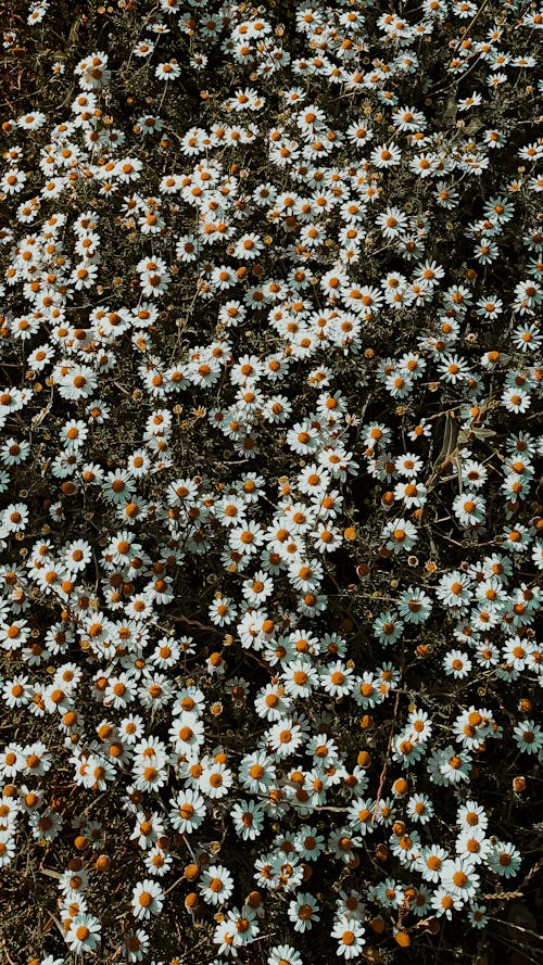 Безкоштовне стокове фото на тему «білі квіти, вертикальні постріл, квітка»