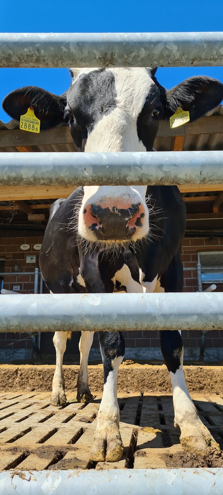 Cow Behind Bars