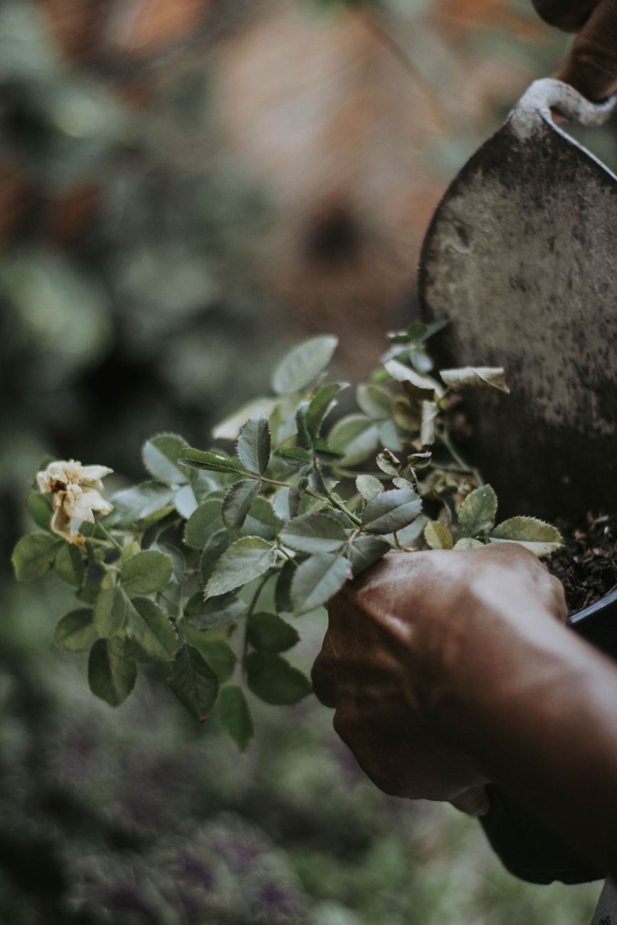 gardener pinning rose stem to soil for layering