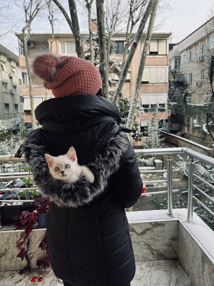 Kitten In Woman Jacket Hood