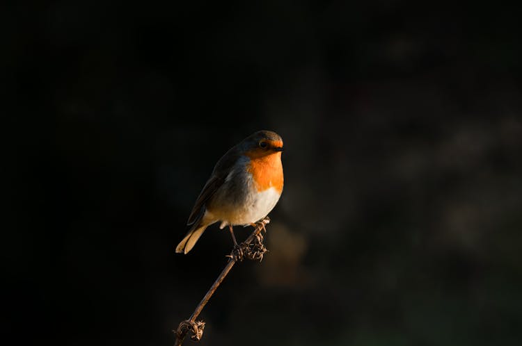 Robin Redbreast Perched On A Stick 