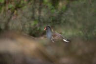 Moorhen walking along a riverbank