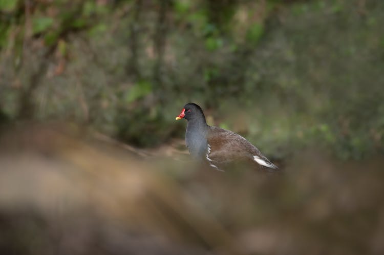 A Common Moorhen