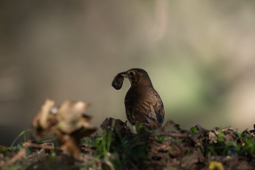 Song Thrush with a snail for a meal 