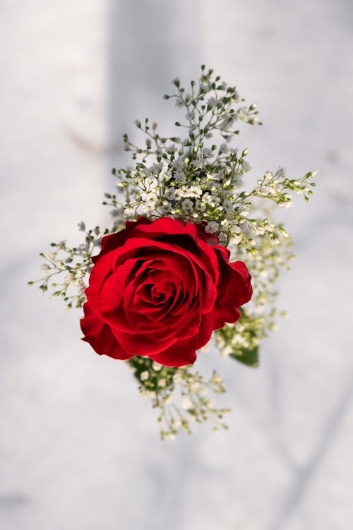 Free คลังภาพถ่ายฟรี ของ กุหลาบสีแดง, ช่อดอกไม้, ดอกกุหลาบ Stock Photo