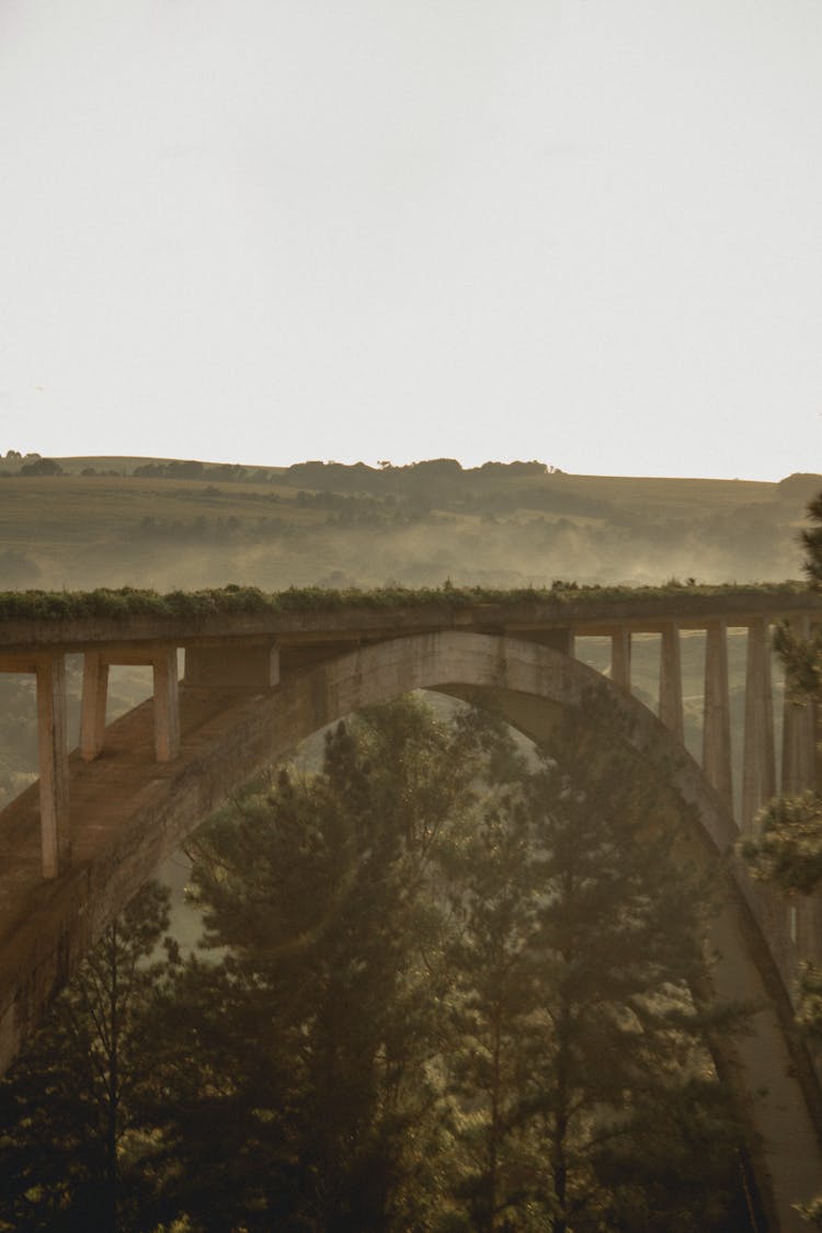 Sepia Toned Image Of Trees Under An Aqueduct