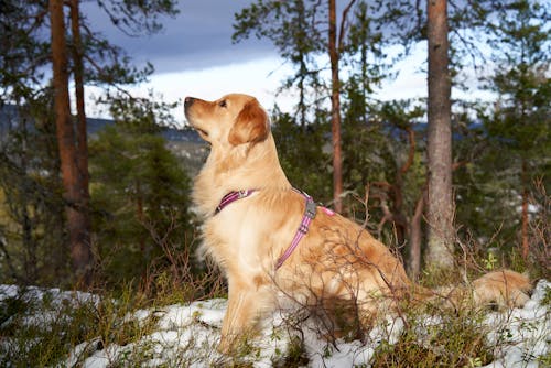 Gratis arkivbilde med dog-fotografering, dyr, golden retriever