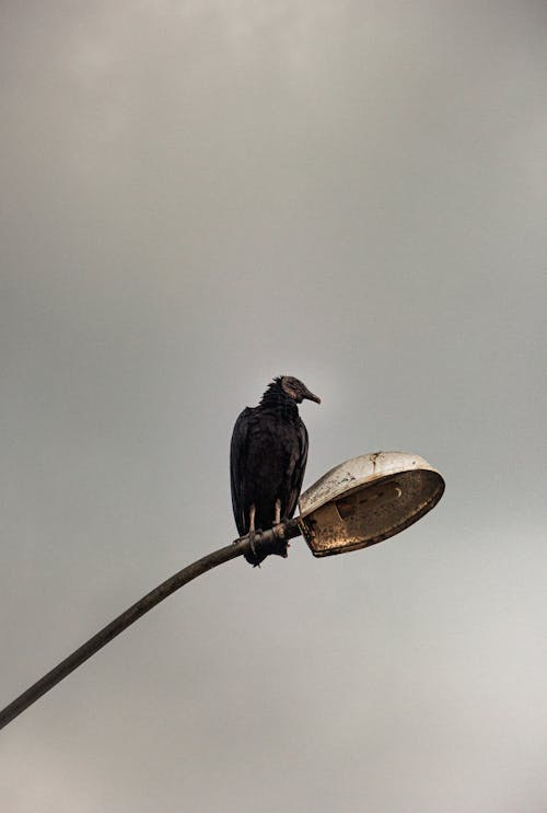 A Black Scavenger Bird Perched on a Light Post Under Gray Skies