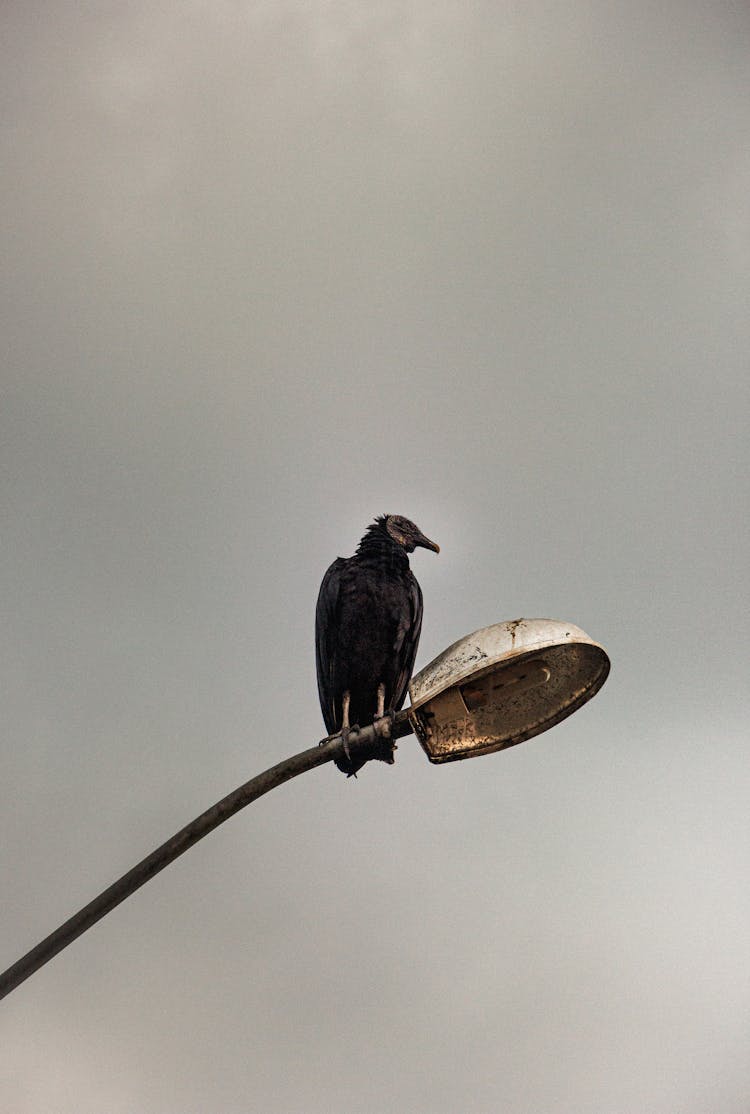 A Black Scavenger Bird Perched On A Light Post Under Gray Skies