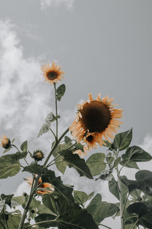 Sunflower Under Gloomy Sky